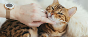 Woman scratching a cat on the chin