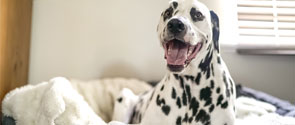 Smiling dalmation in a dog bed