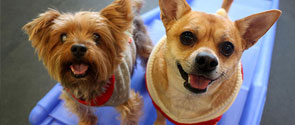 Two small dogs on playground equipment