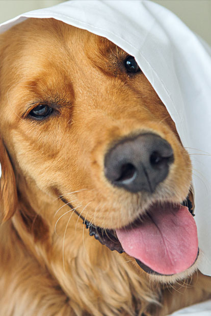 Golden retriever smiling under a white sheet