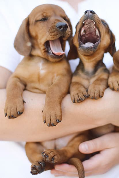 A woman holding puppies