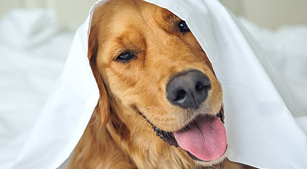 Dog with a towel on it's head