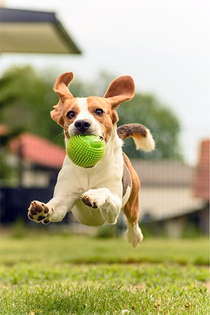 Dog running with a ball in its mouth