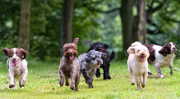 Dogs running in a field