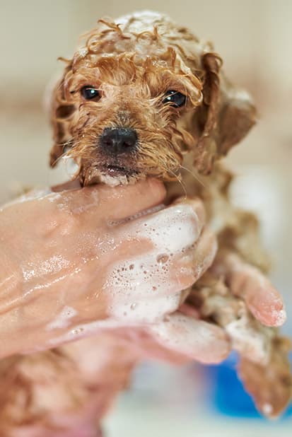 A puppy getting a bath