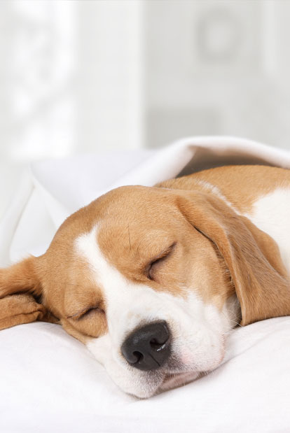 Dog sleeping in bed