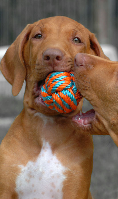 Dogs with a ball