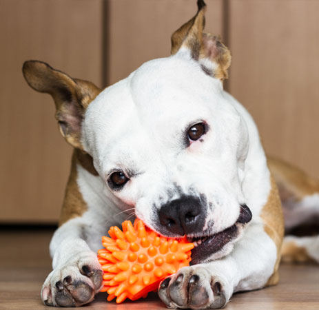 Dog chewing on a toy