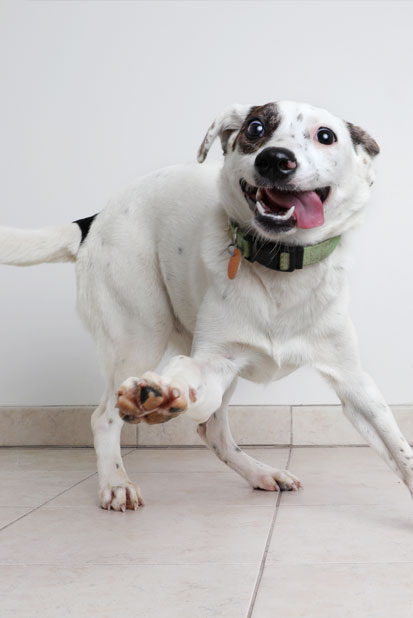 Quality Dog Daycare In Calgary AB The Petropolitan quality-dog-daycare-in-calgary-ab-the-petropolitan