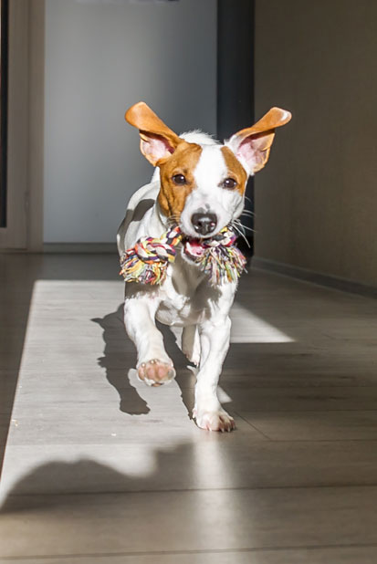 Dog running with a toy