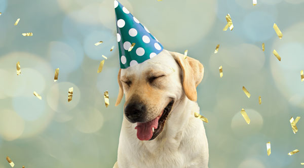Dog in a birthday hat