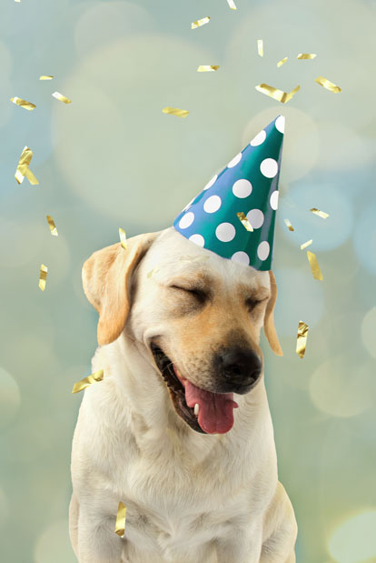 Dog in a birthday hat