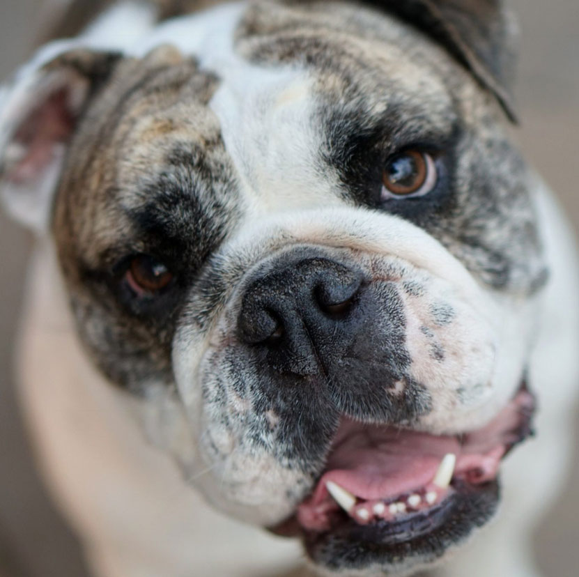 bulldog-3 Bulldog