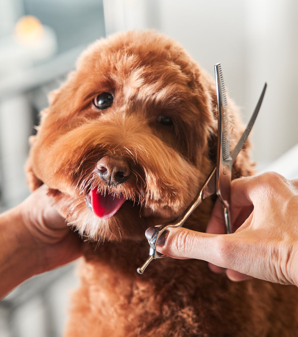 Dog getting a haircut