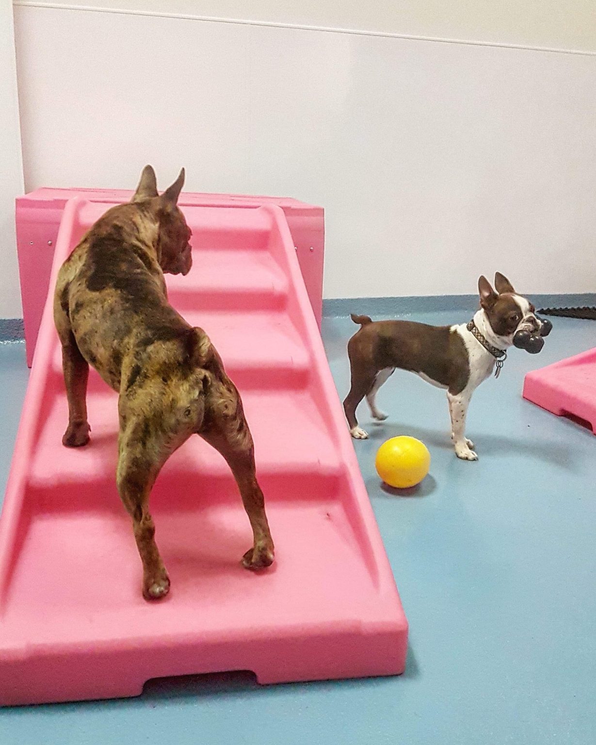 Quality Dog Daycare in Calgary AB The Petropolitan