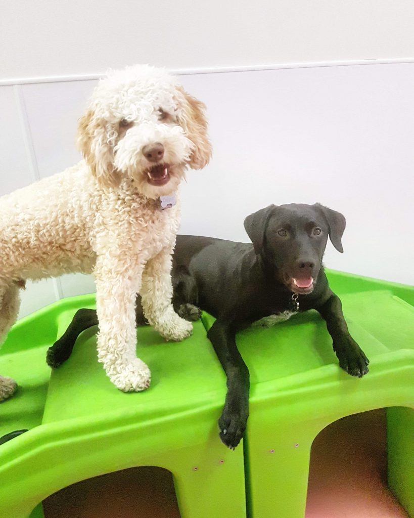 Quality Dog Daycare in Calgary AB The Petropolitan
