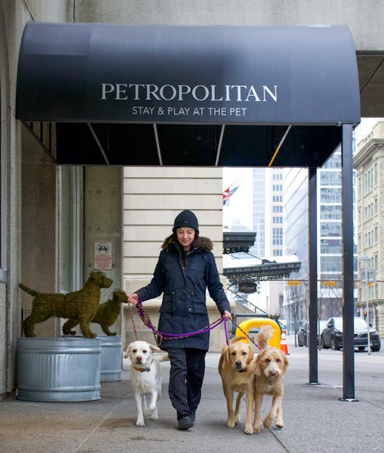 Kaitlyn walking dogs