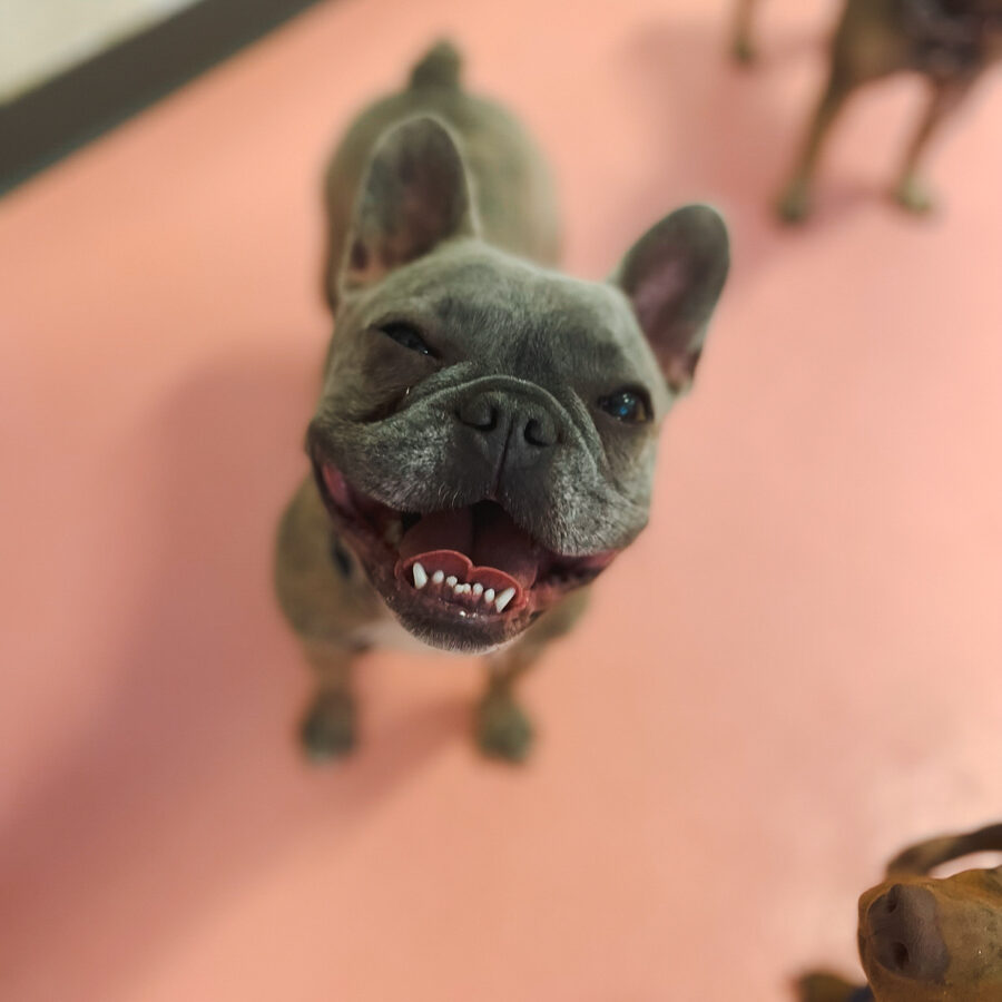 our-pet-care-team-the-petropolitan